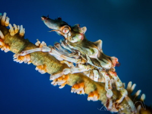 Sea mouse by Marc Van Den Broeck 